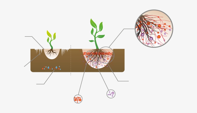 Mykorrhiza Connects To Plant Roots And Extends The - 植物 與 真菌 共生, transparent png