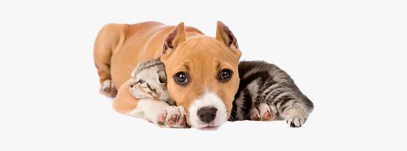 Pit Puppy Laying On Kitten Sm - Благотворительная Акция Помоги Животным, transparent png