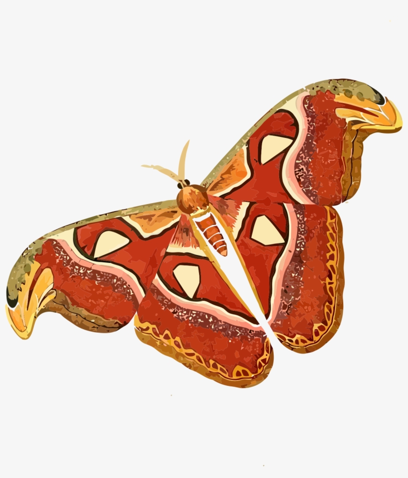 Big Image - Cartoon Picture Of Moth, transparent png