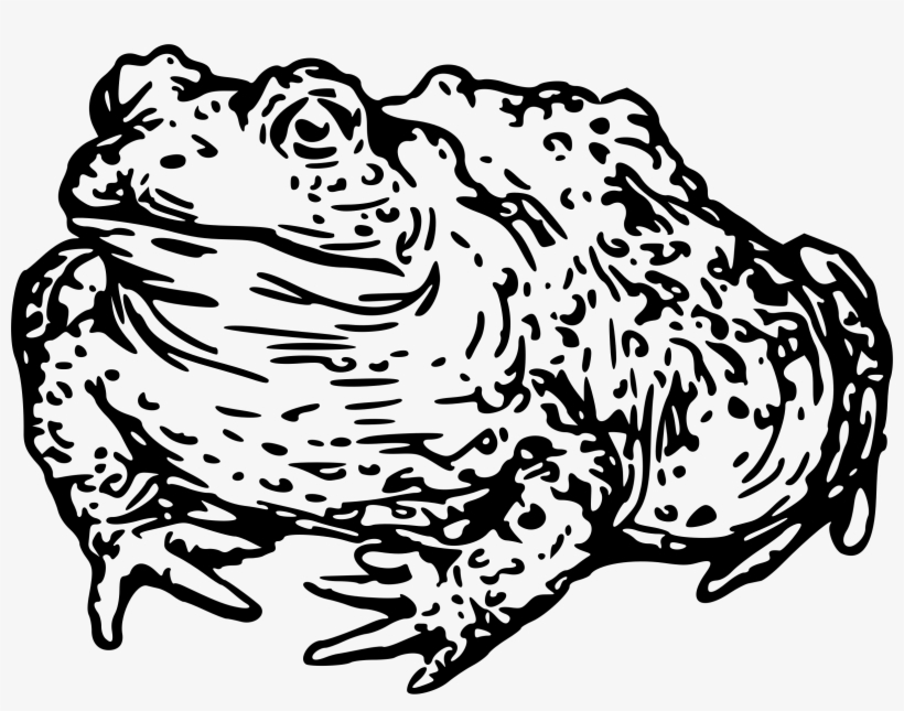 Big Image - Toad Clipart Black And White, transparent png