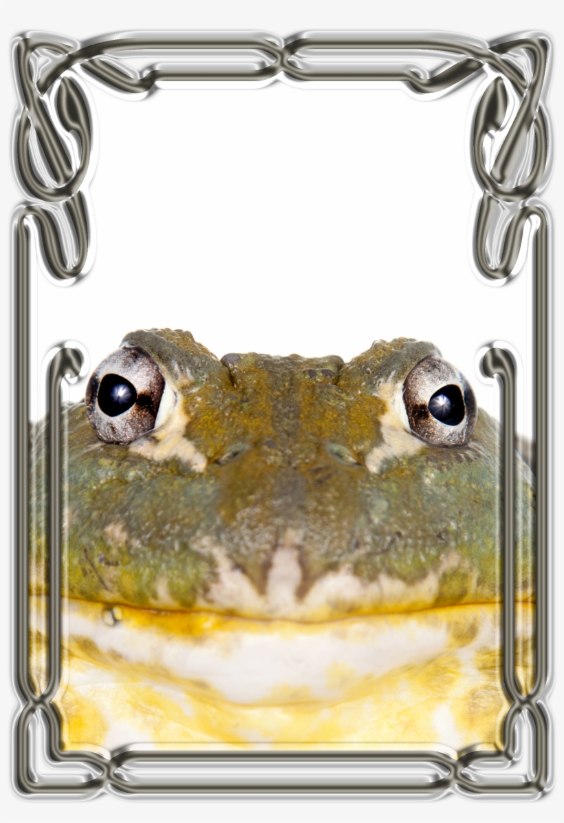 Border-animals - African Bullfrog, transparent png