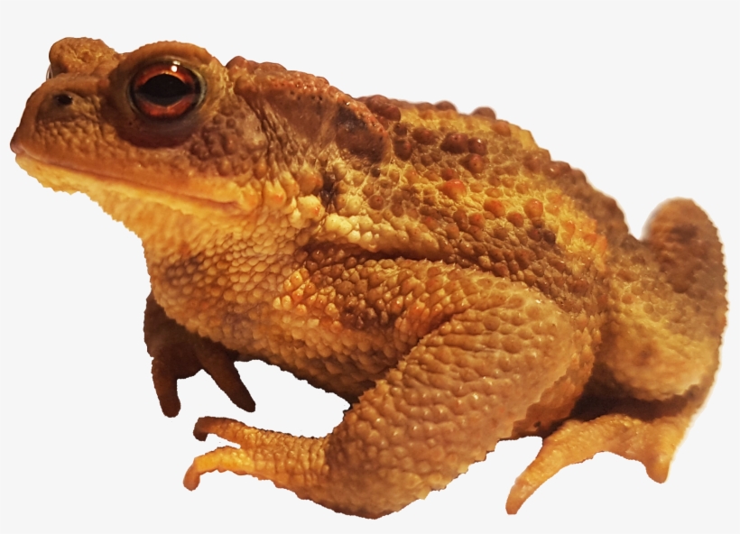 Bufo Bufo Spinosus - Bufo Png, transparent png