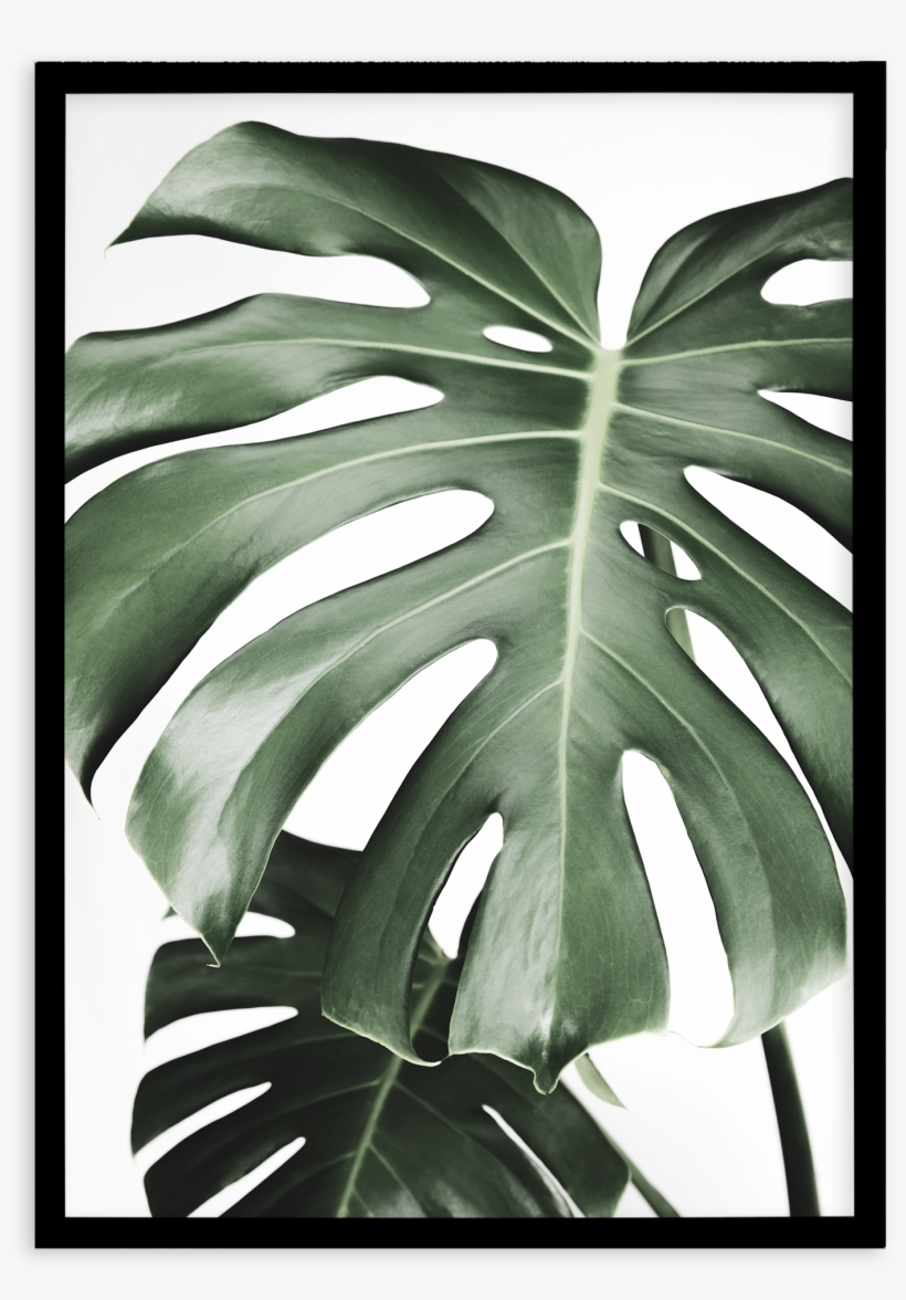 Monstera X Two, transparent png