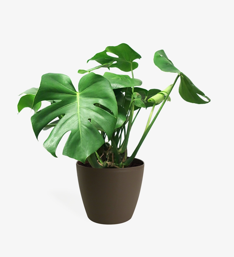 Monstera Deliciosa Medium - House Plant Monstera Transparent, transparent png