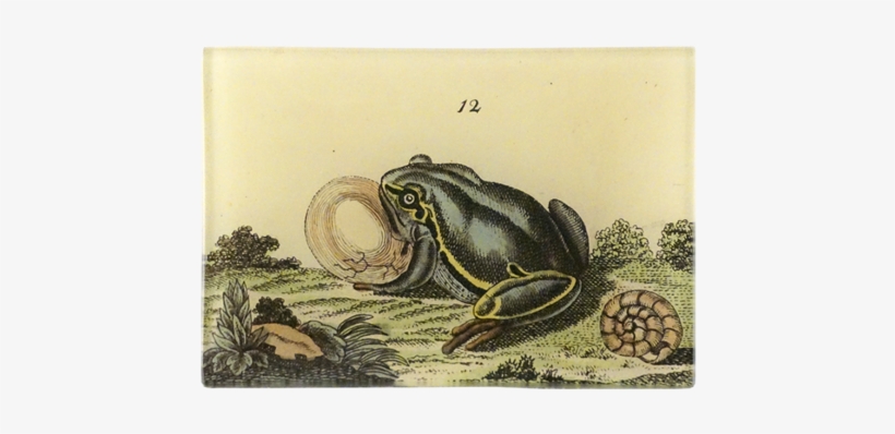 1 Frog 1 Frog - Frog, transparent png