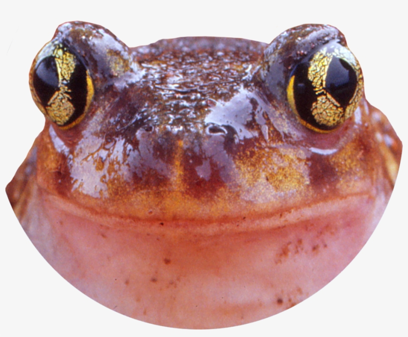 Spadefoot Reporting - Northern Cricket Frog, transparent png