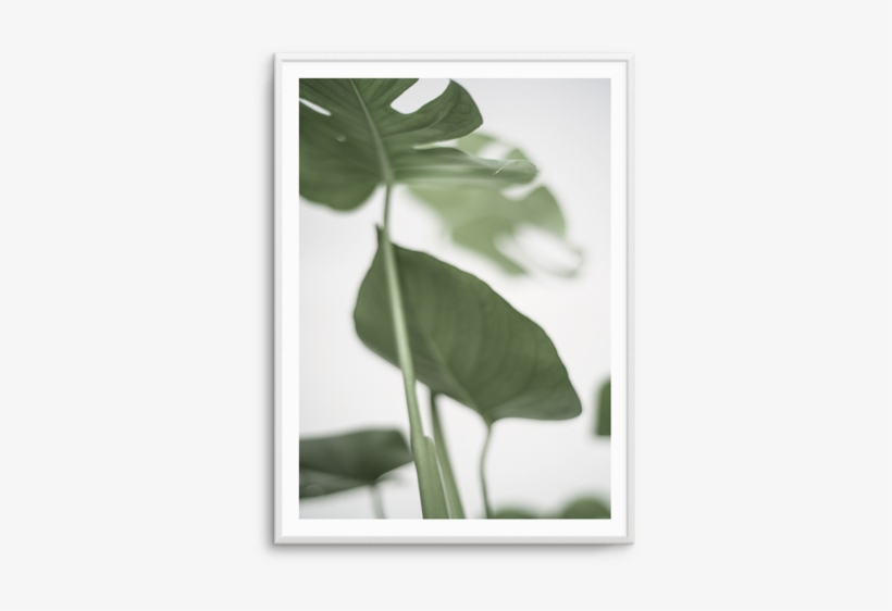 Monstera Ii Print A3 - Printing, transparent png