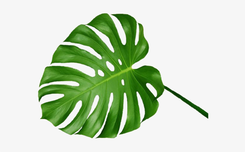 1000 Images About Png&overlays - Swiss Cheese Plant Leaf, transparent png