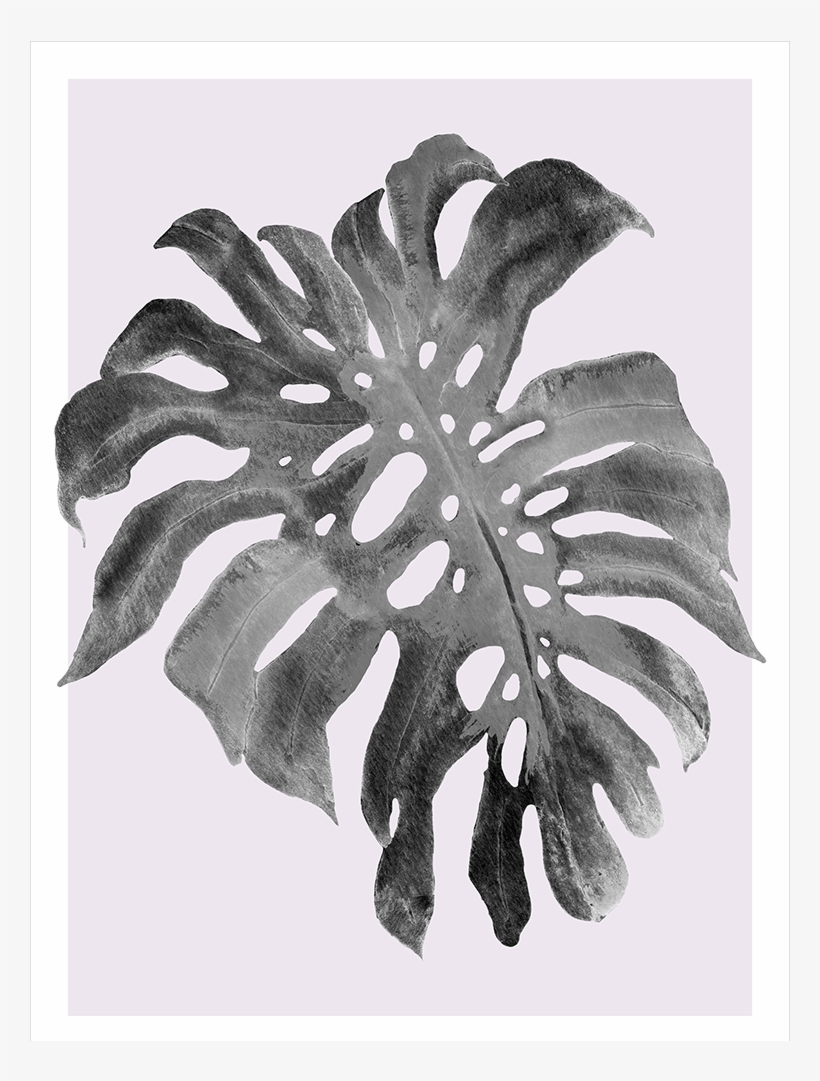 Modern Monstera Collection - Swiss Cheese Plant, transparent png