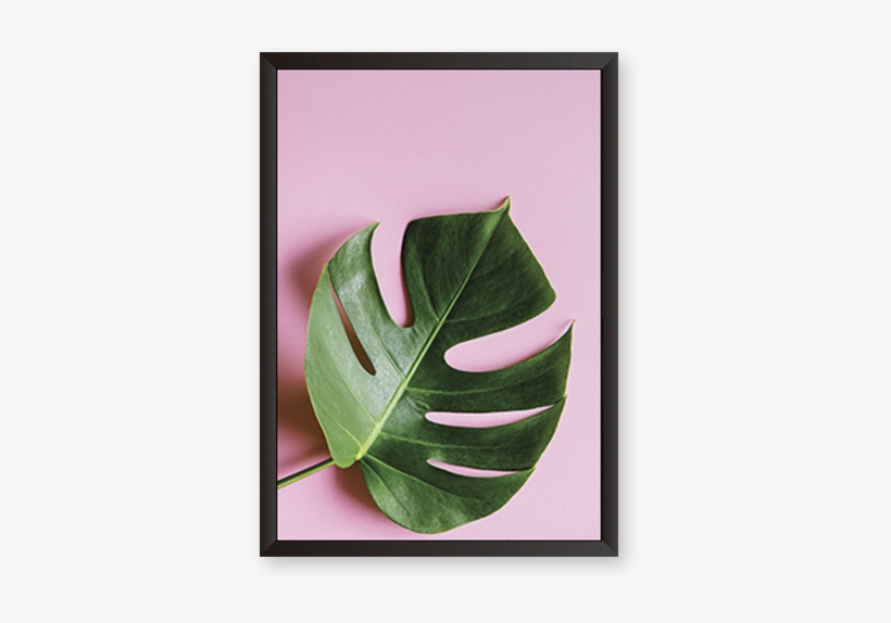 Monstera Deliciosa - Stock.xchng, transparent png