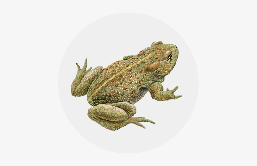 Back To Top - American Toad, transparent png