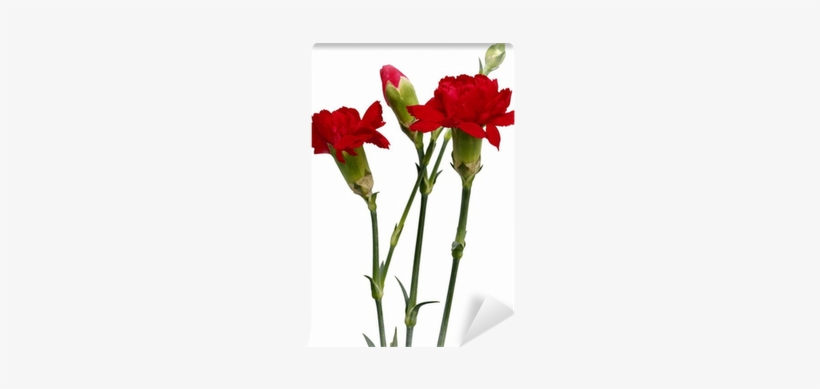 Garden Roses, transparent png
