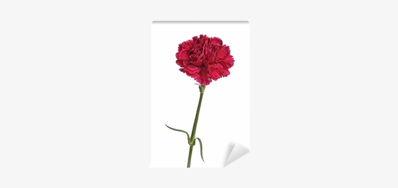 Carnation, transparent png