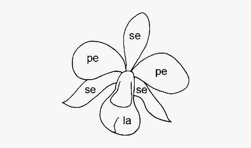 Schematic Drawing Of An Orchid Fl Ower - Petal, transparent png