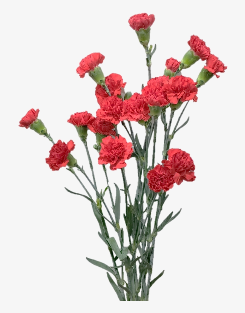Spray Carnation - Portable Network Graphics, transparent png