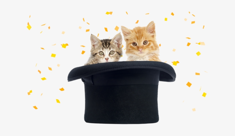 Free Freshstep Paw Prints Reward Program - Domestic Short-haired Cat, transparent png