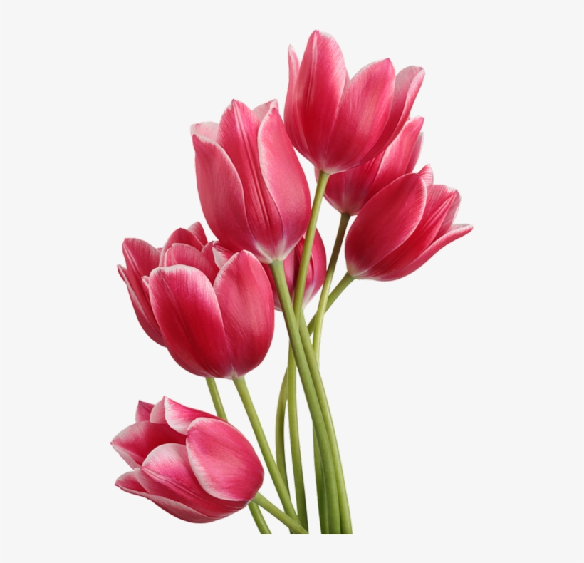 Image Du Blog Recueil De Png - Imagenes De Tulipanes Hermosos, transparent png