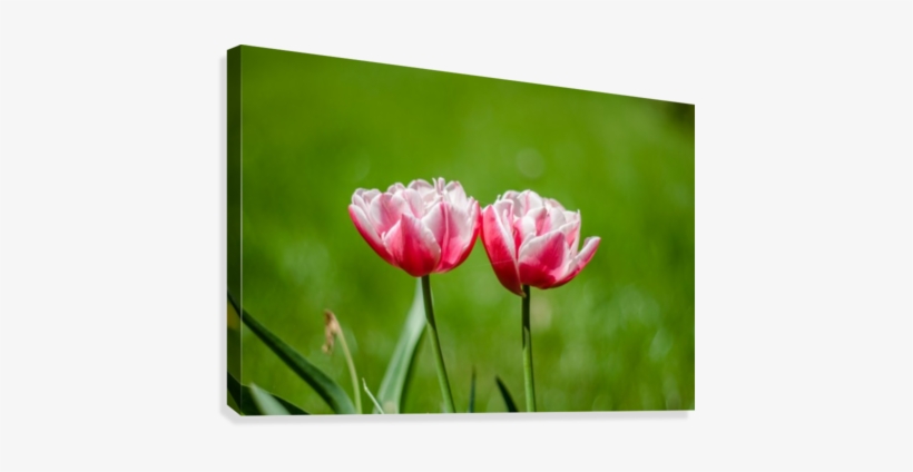 Beautiful Tulip Flowers Levente Bodo Canvas - Flower, transparent png