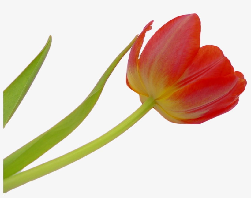 Tulip, Blossom, Bloom, Flower, Spring, Plant, Nature - Tulipa Flor Png, transparent png
