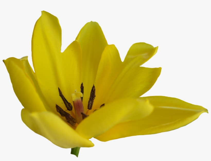 Tulip Flower Free Png Transparent Images Free Download - Portable Network Graphics, transparent png