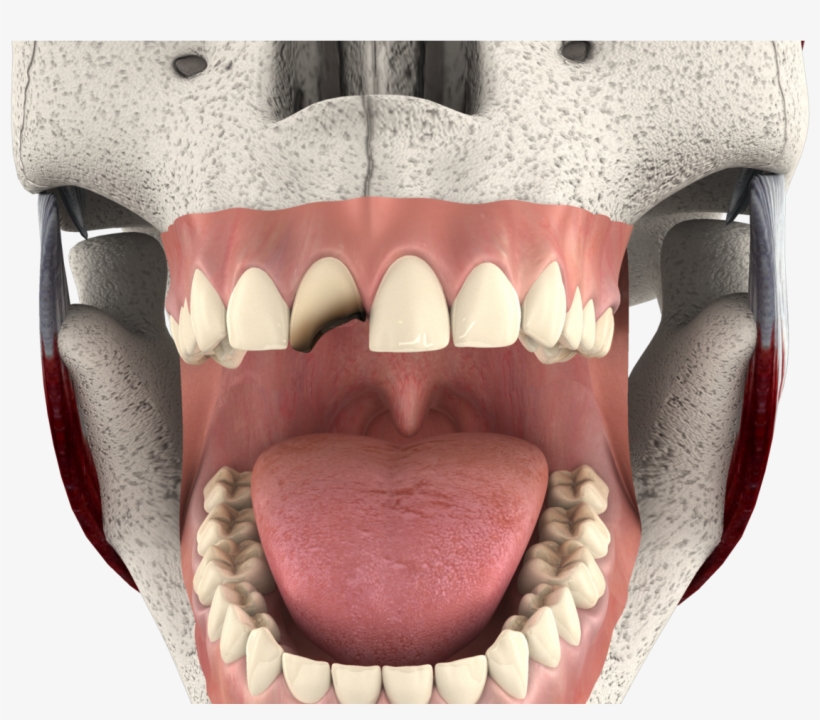 Tongue, transparent png