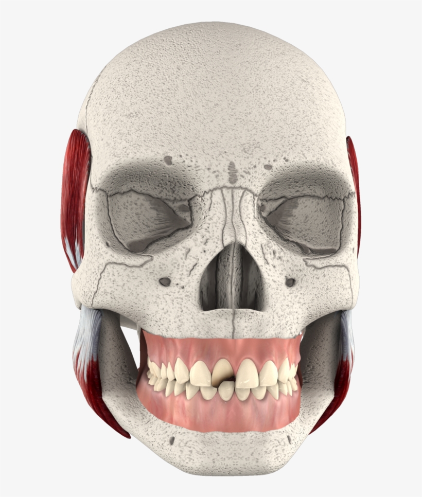 Skull, transparent png