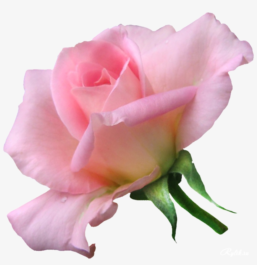 21306696 - Soft, transparent png