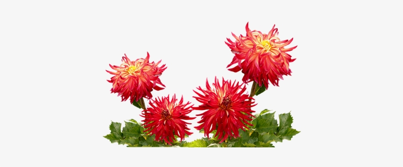 China Flowers Png, transparent png