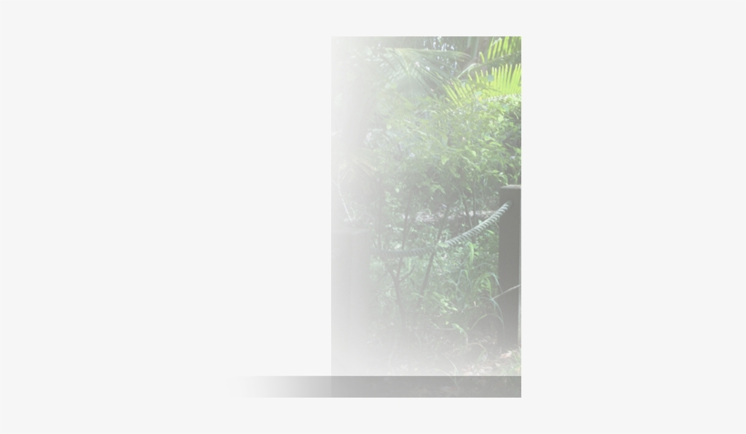 Picture - Grass, transparent png