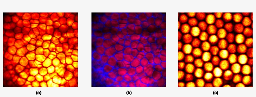 Hyperspectral-imaging - Circle, transparent png