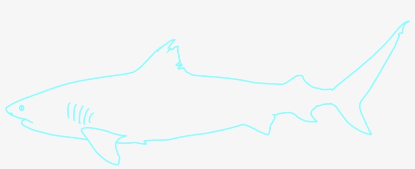 ＋ - Tiger Shark, transparent png