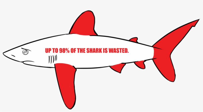 Most Of The Time, The Fins Are Cut Off And The Shark - Many Sharks Are Killed Each Minute, transparent png
