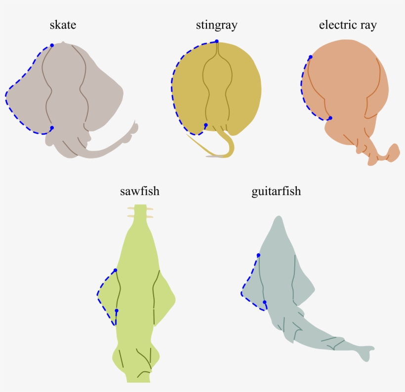 Shark Outline - Shark, transparent png