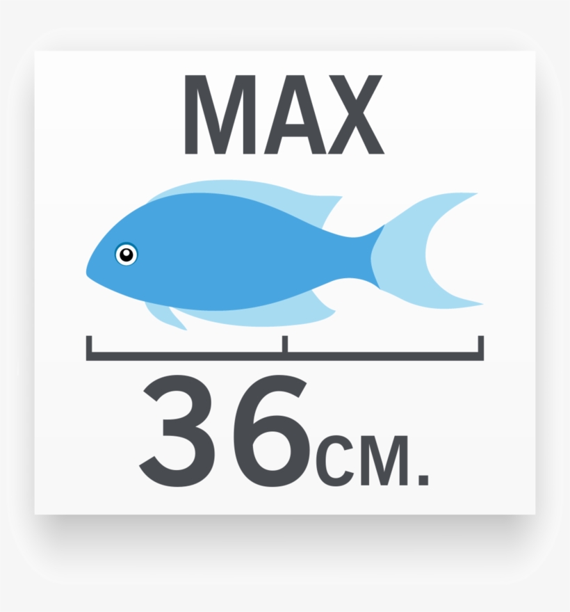 Tamaño Del Pez Ojo Burbuja Rojo - Tamaño Del Pez Globo, transparent png