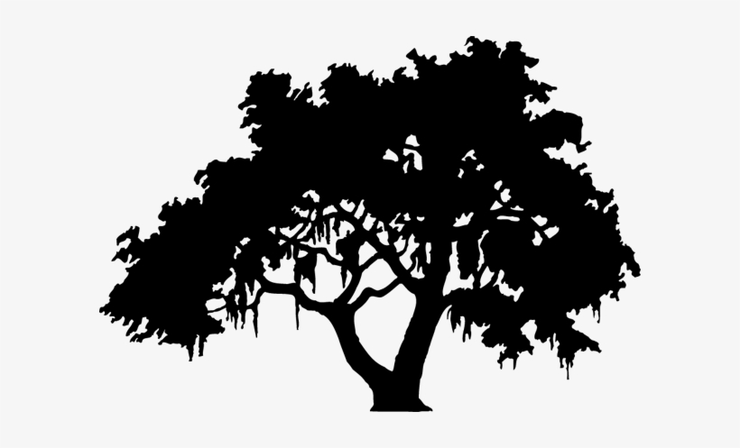 Cavin Harper Speaks At Live Oaks Center Pawley\'s Island - Live Oak Tree Silhouette, transparent png