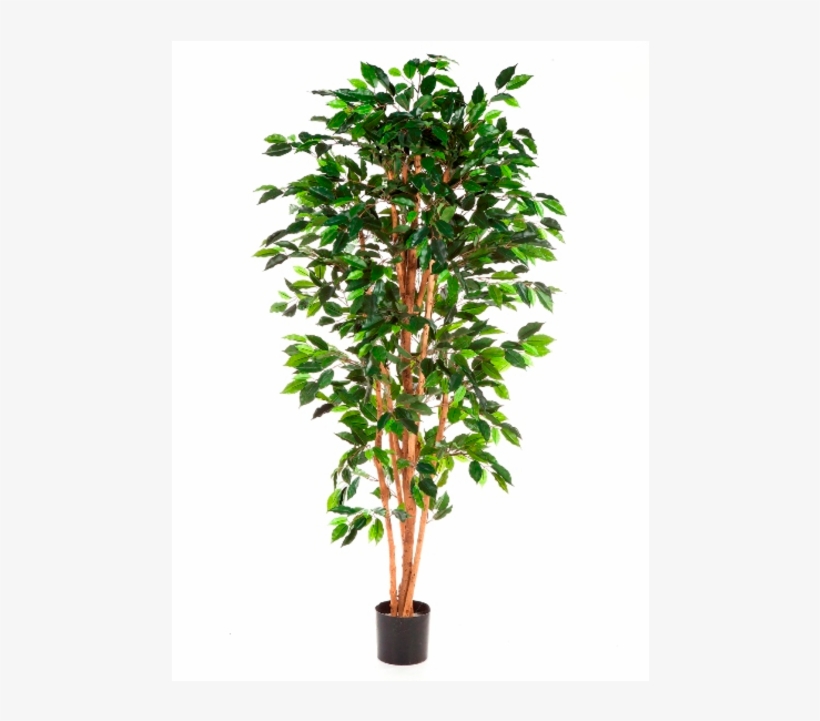 Ficus Nitida, 150cm - Bamboo Tree Cut Out, transparent png