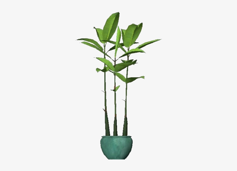 3d Flowers - Ficus Robusta - Houseplant, transparent png