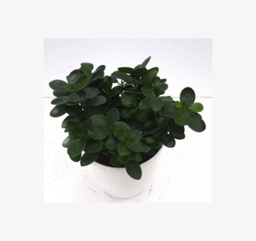 Ficus Island Dwarf Green Color Plant With Fertilizer - Ficus Dwarf Plant, transparent png