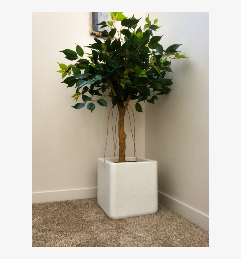 Artificial Ficus Tree Fc17683 - Weeping Fig, transparent png