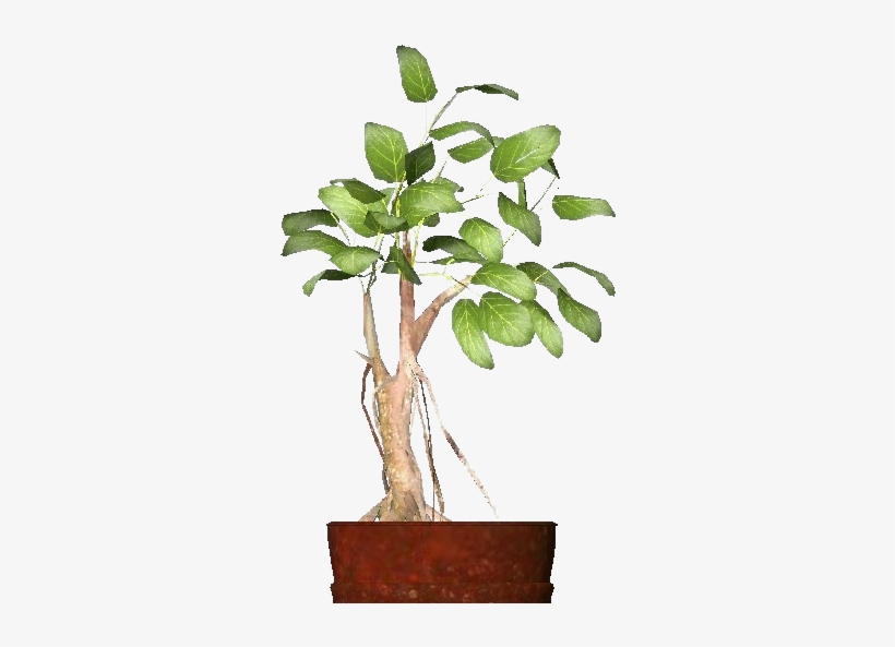 3d Flowers - Ficus Retusa - Ficus Retusa, transparent png