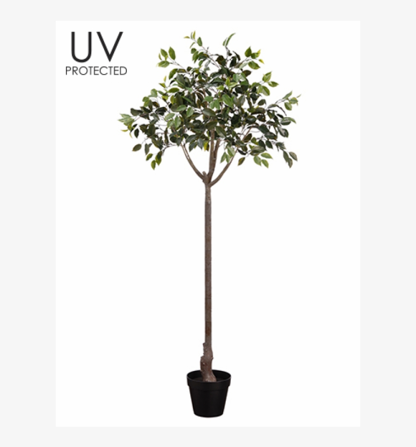 65" Uv Protected Ficus Topiary In Plastic Pot Green - Sageretia Theezans, transparent png