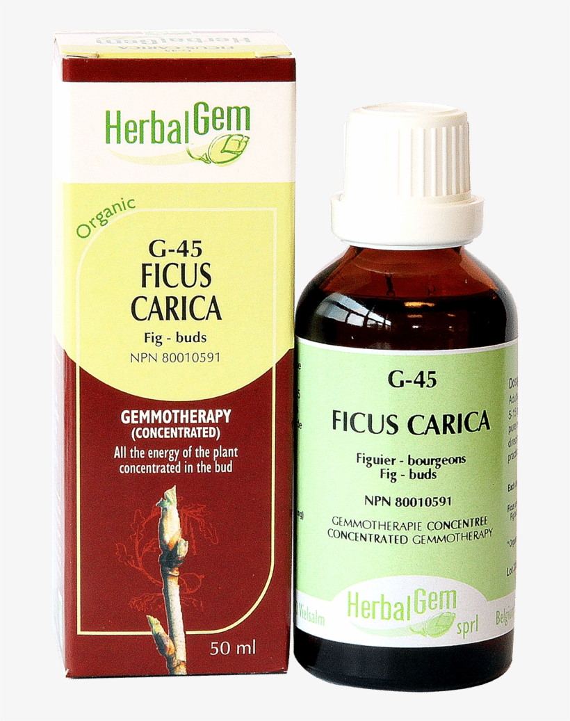 Ficus Carica - Aesculus Hippocastanum, transparent png