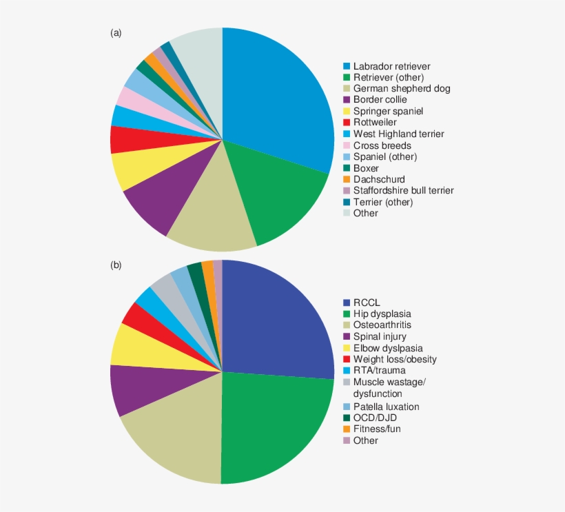 Distribution Of Common Breeds And (b) Conditions Of - Osteoarthritis, transparent png