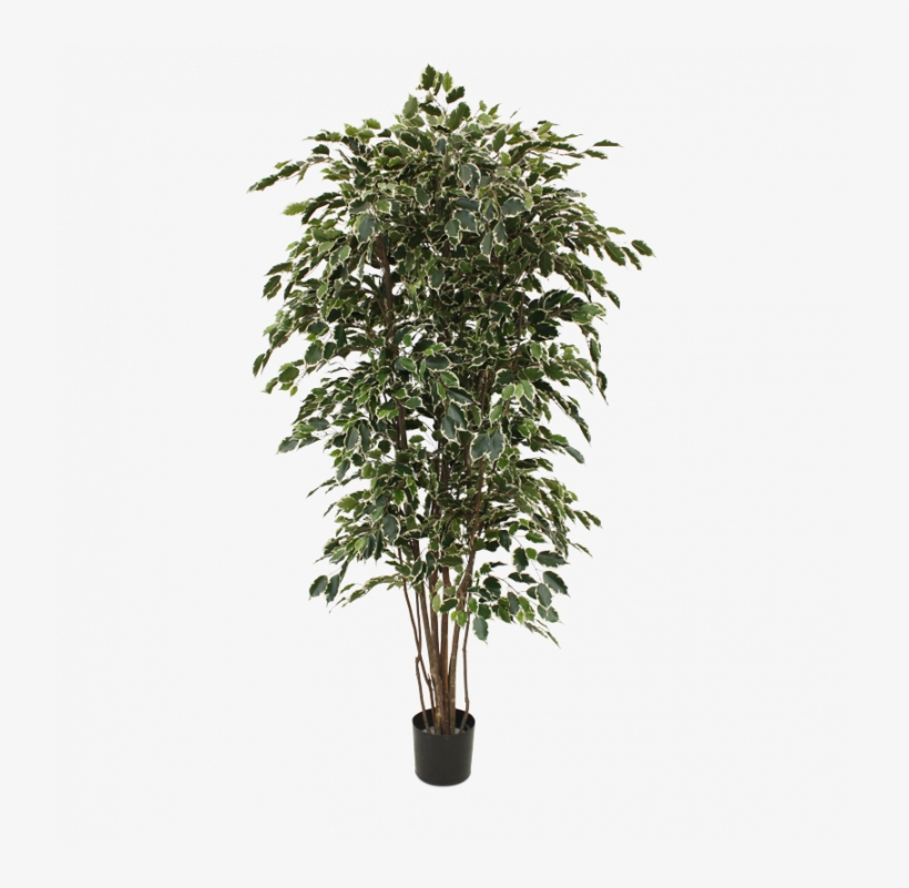 Ficus Exotica Deluxe Artificial Tree 210 Cm Variegated - Artificial Trees Online Australia, transparent png