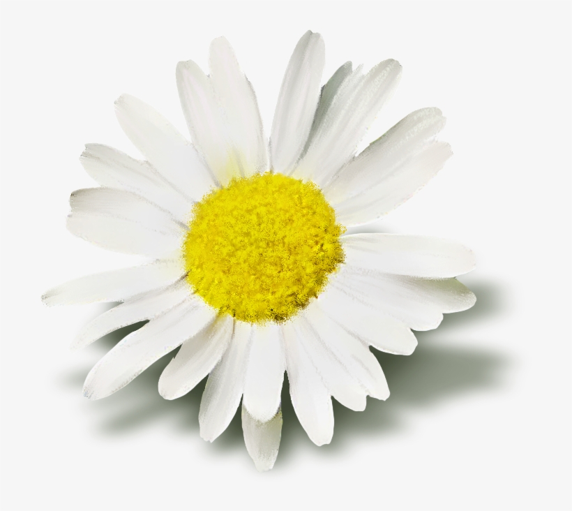 8 Kb, Rating - White Daisy Flower, transparent png