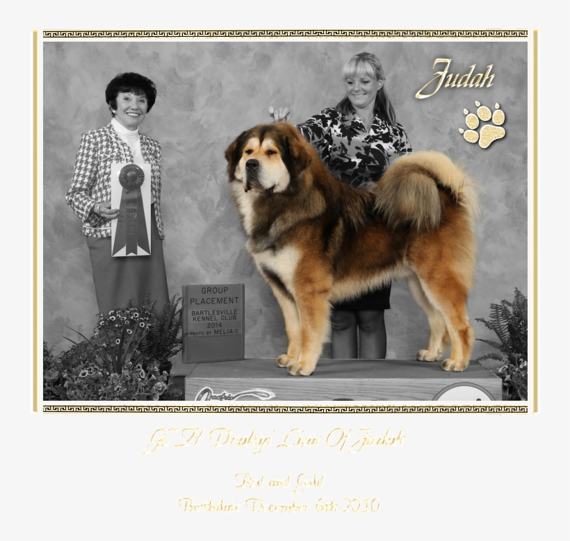 Ancient Dog Breeds, transparent png