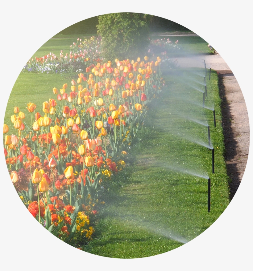 Smart Irrigation - Sprinkler Irrigation In Garden, transparent png