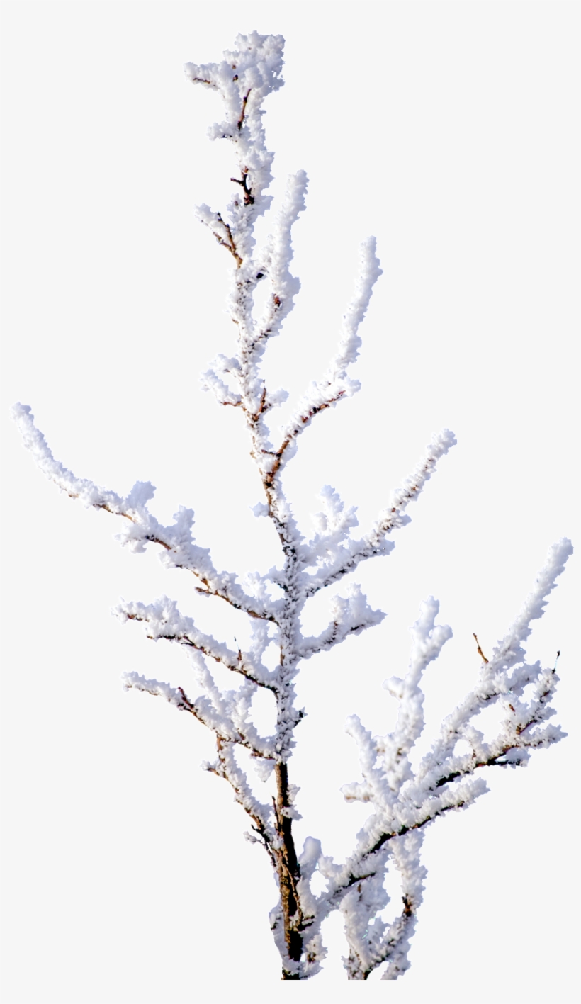 Snowy Branches Png Transparent - Portable Network Graphics, transparent png