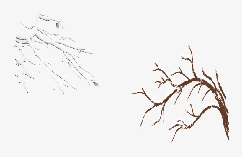 Snow Covered Branches - Portable Network Graphics, transparent png