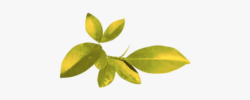 Angelsdesigns 46 - Branch, transparent png